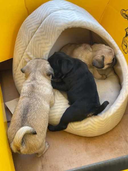 Small pug puppies now abailable