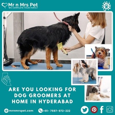 Are You Looking For Dog Groomers at Home in Hyderabad