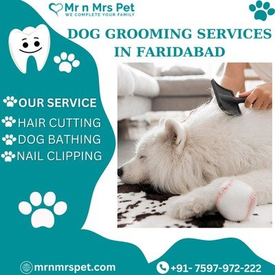 Find Professional Dog Grooming Services in Faridabad