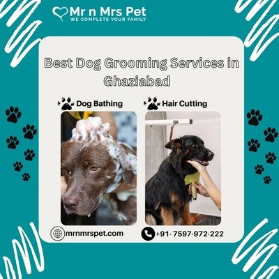 Best Dog Grooming Services at Home in Ghaziabad