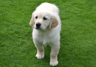Cream Golden Puppies for Sale in Nashville: Bring Home Loyal Companions from Tri-Star Golden Retrievers