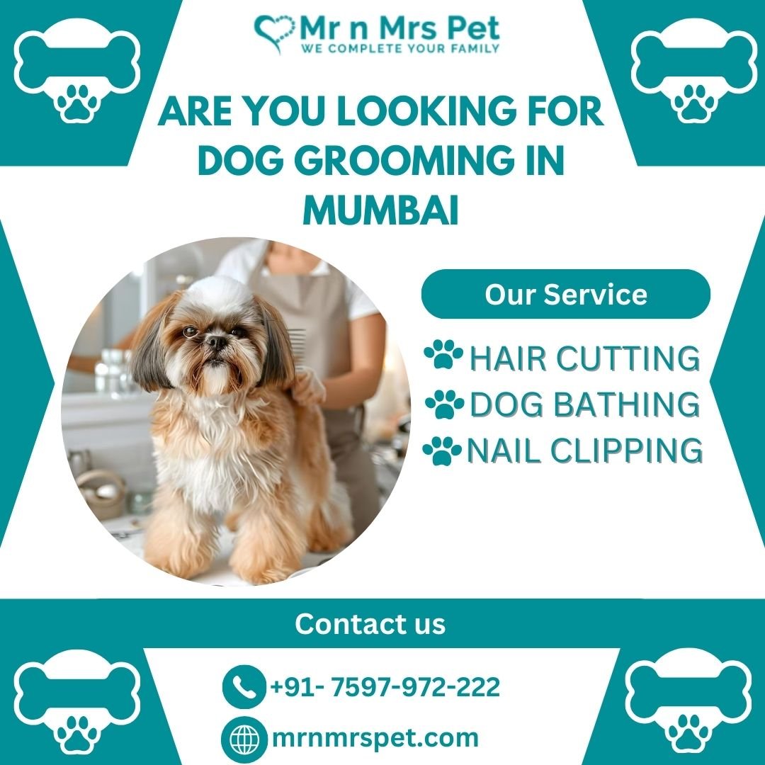 The Best Dog Grooming in Mumbai