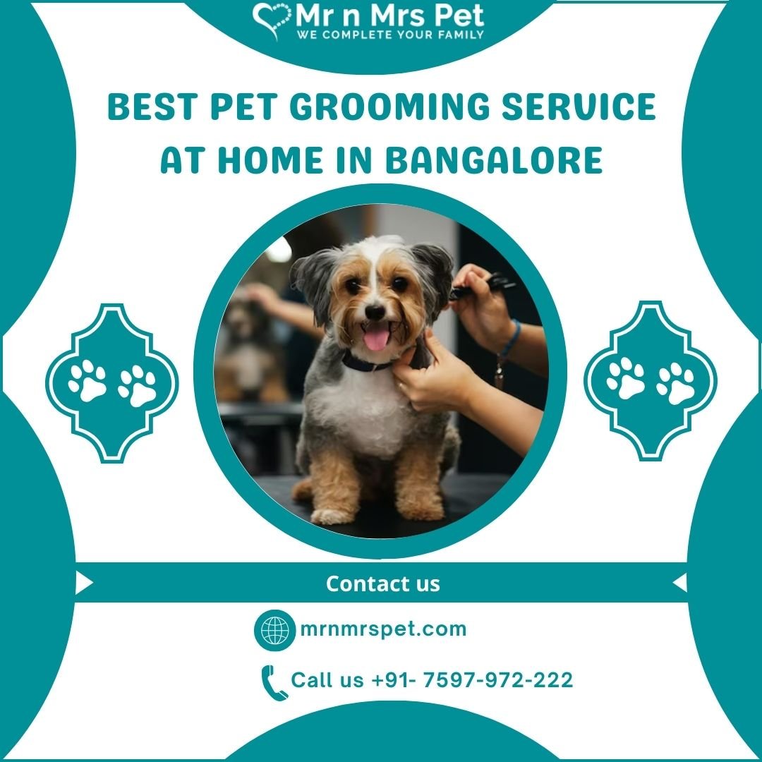 Best Pet Grooming Service at Home in Bangalore