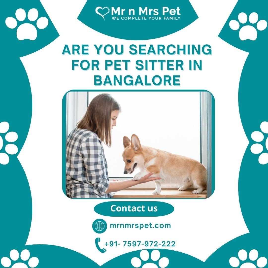 Reliable Pet Sitter in Bangalore