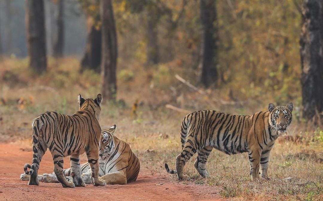 Jungle Safari in MP