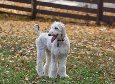 Afghan Hound Puppies For Sale in Guwahati