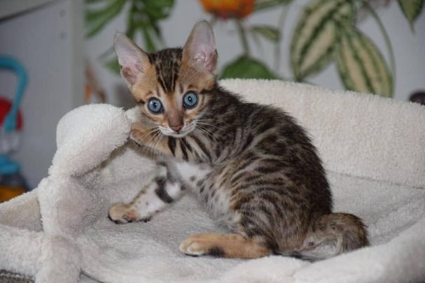 Bengal Kitten in Ghaziabad