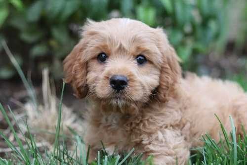 Cavapoo Puppies for Sale in Panipat