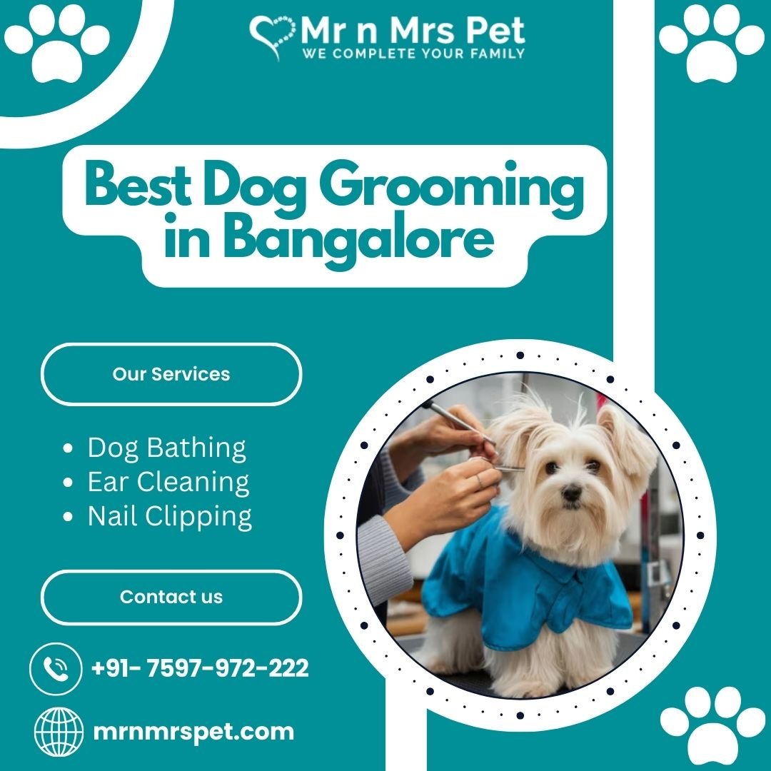 Best Dog Grooming at Home in Bangalore