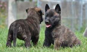 Dutch Shepherd Puppies For Sale in Guwahati