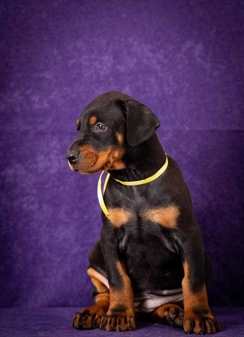 European Doberman Puppies For Sale in Vijayawada