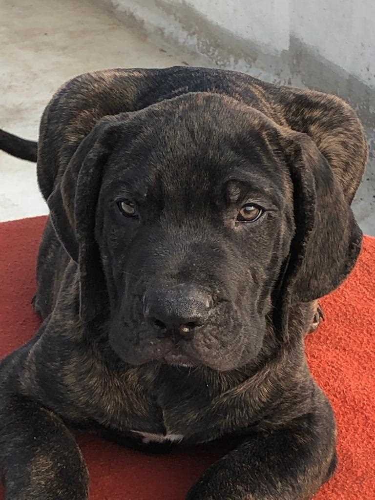 Presa Canario Puppies for Sale in Nagpur