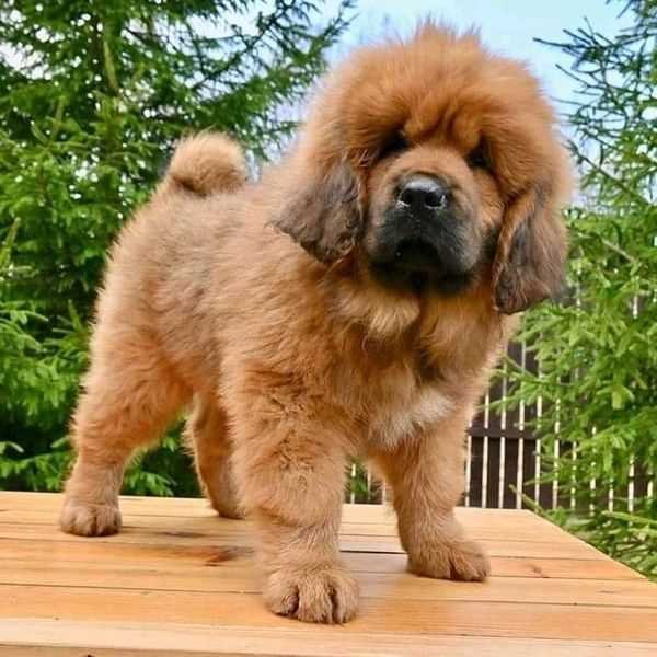 Tibetan Mastiff Puppies For Sale in Vijayawada