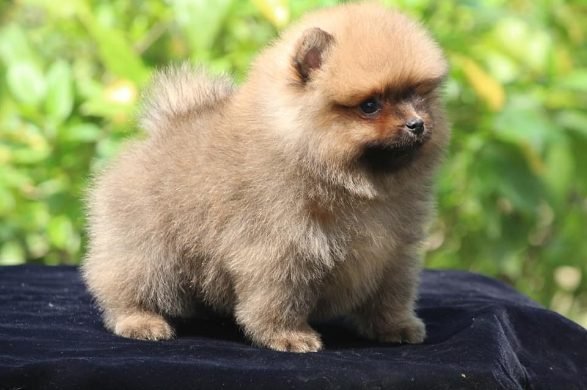 Toy Pomeranian Puppies for Sale in Panipat