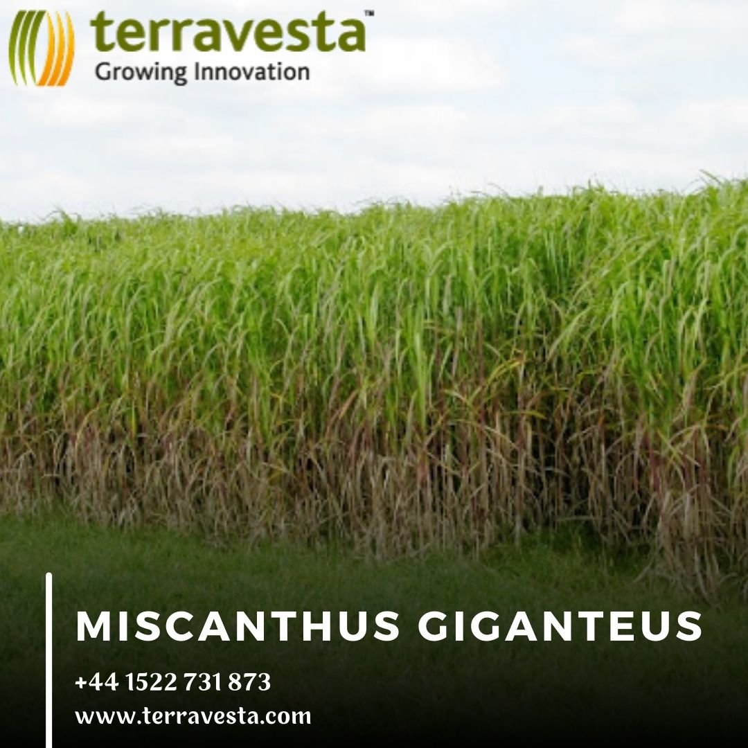 Maximize Land Efficiency with Terravesta’s Miscanthus Giganteus