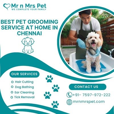 Best Pet Grooming Service at Home in Chennai – Mr n Mrs Pet