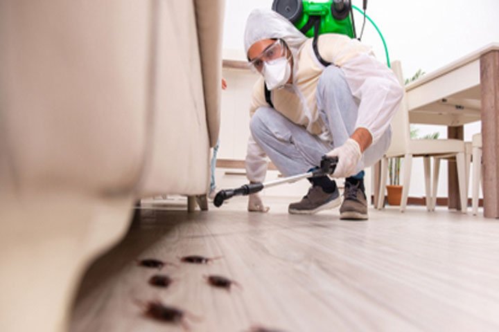 Protect Your Family: Top-Rated Pest Control in Dubai