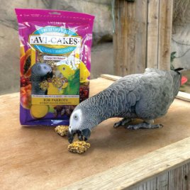 Tame Talking African Grey & Macaws Parrots