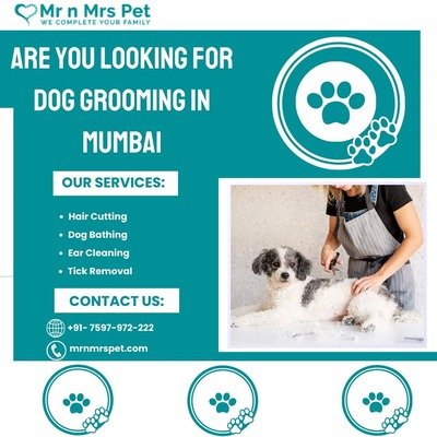 Exclusive Dog Grooming at Home in Mumbai