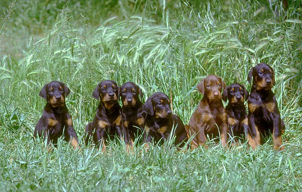 Doberman Pinscher Puppies For Sale In Dehradun