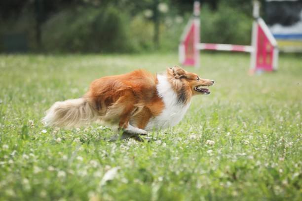 Rough collie Puppies For Sale In Dehradun