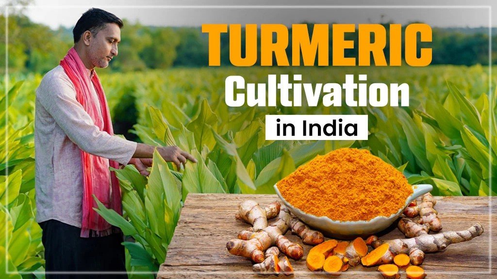 Turmeric Cultivation in India