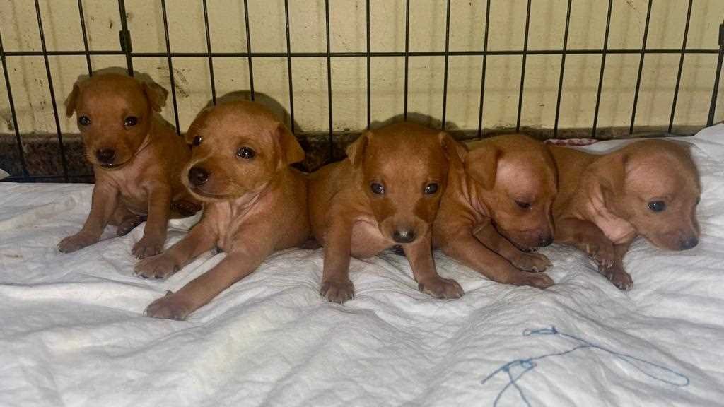 Miniature Pinscher Puppies For Sale In Dehradun