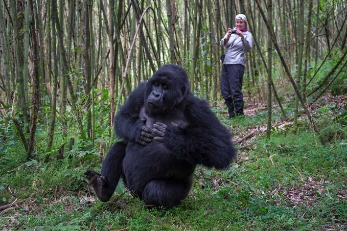 Private Rwanda Tours and Gorilla Trekking – Inka Tours Kigali